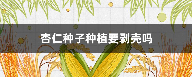 杏仁种子种植要剥壳吗（杏树种子破壳可以发芽吗）