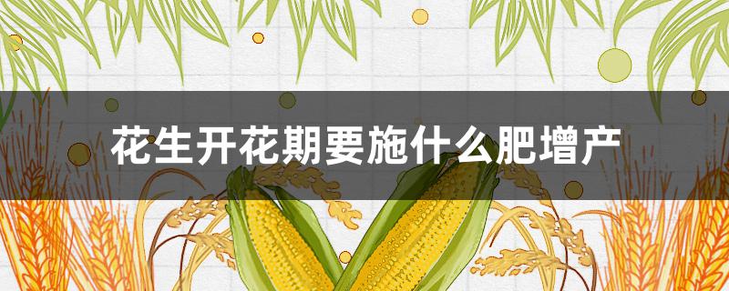 花生开花期要施什么肥增产 花生开花期施什么肥料