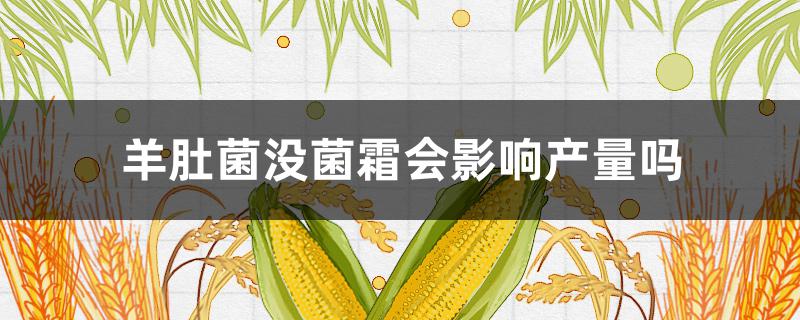 羊肚菌没菌霜会影响产量吗（羊肚菌的菌霜与产量）