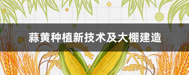 蒜黄种植新技术及大棚建造 蒜黄种植新技术及大棚建造蒜黄怎么吃