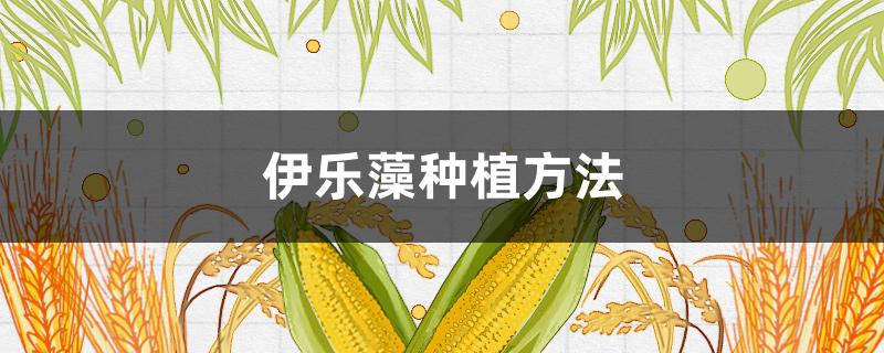 伊乐藻种植方法 伊乐藻种植方法及注意事项