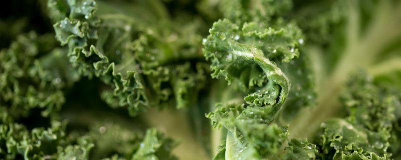 抱子甘蓝养护方法 抱子甘蓝盆栽