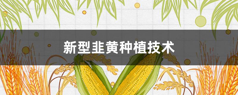 新型韭黄种植技术 韭黄高产栽培技术