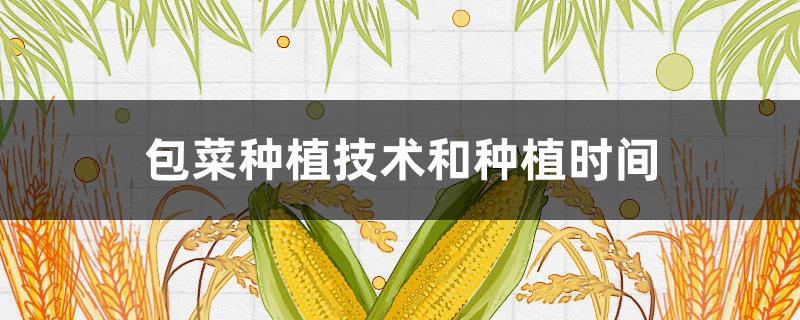 包菜种植技术和种植时间（包菜种植技术和种植时间视频）