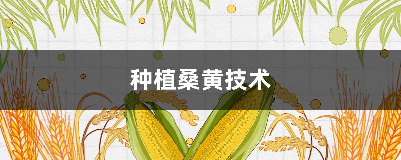 种植桑黄技术（种植桑黄技术温度管理）