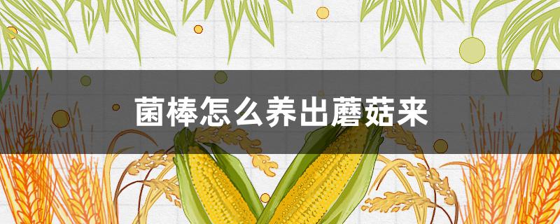 菌棒怎么养出蘑菇来 菌棒怎么养出香菇来