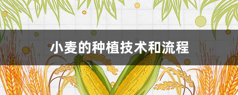 小麦的种植技术和流程(小麦种植技术要点)