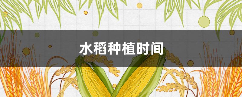 水稻种植时间 黑龙江水稻种植时间