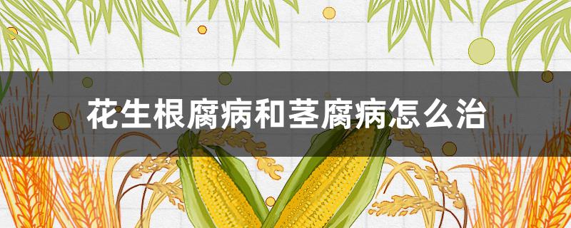 花生根腐病和茎腐病怎么治（花生茎基腐病与根腐病）
