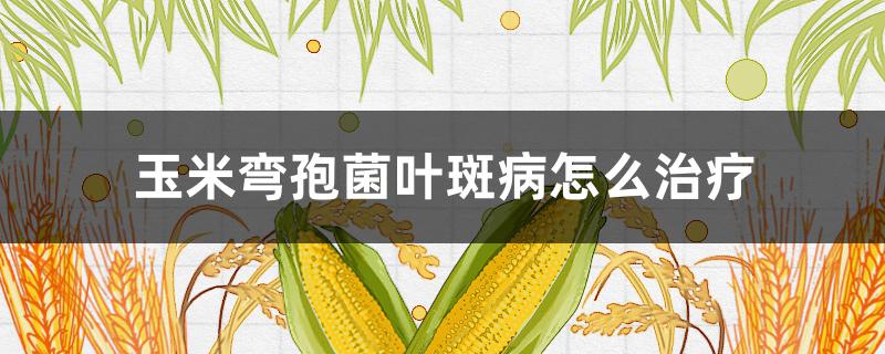 玉米弯孢菌叶斑病怎么治疗 弯孢菌叶斑病