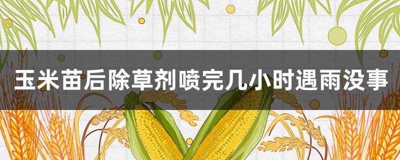 玉米苗后除草剂喷完几小时遇雨没事 玉米苗后除草剂打药后几小时下雨管用