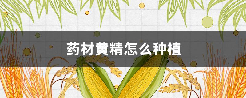 药材黄精怎么种植 中药材黄精种植