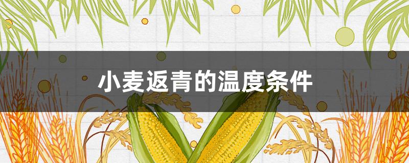 小麦返青的温度条件 小麦返青水温度