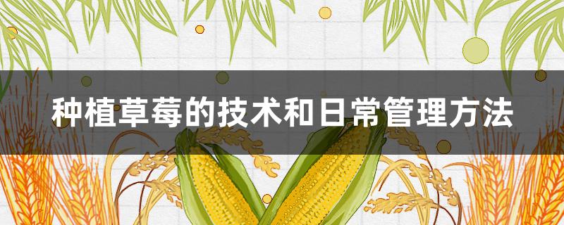 种植草莓的技术和日常管理方法 种植草莓怎样管理