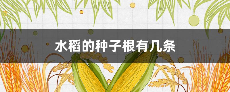 水稻的种子根有几条 水稻的种子有几片子叶