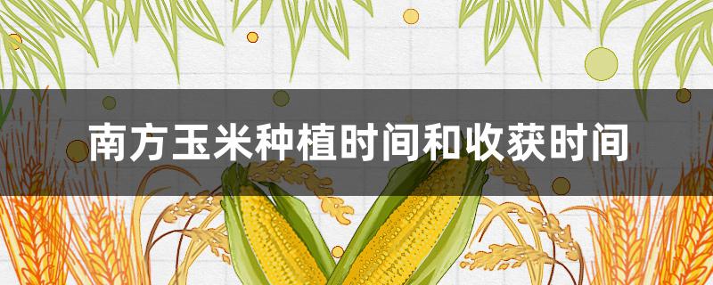 南方玉米种植时间和收获时间 南方玉米什么时候收获