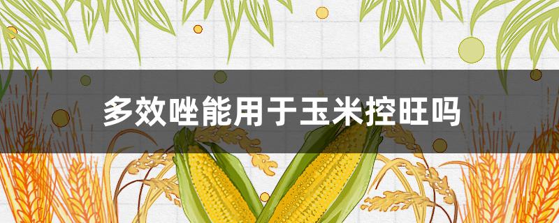 多效唑能用于玉米控旺吗（小麦控旺用多效唑好还烯效唑好）