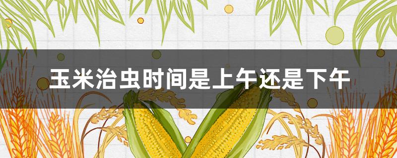 玉米治虫时间是上午还是下午（玉米虫什么时间打药好）