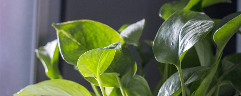 哪种植物是四季常青的 哪种植物是四季常青的?常青藤