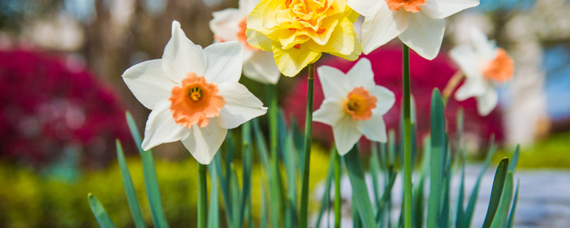 洋水仙的养殖方法(洋水仙的养殖方法时间)