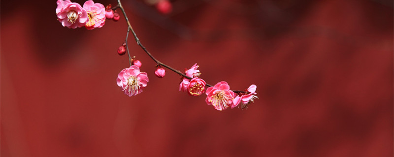 羊乳花的养殖方法 羊乳花图片