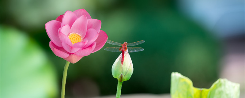 荷花什么时候开放 荷花什么时候开放什么时候闭合