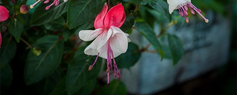 倒挂金钟叶子发干脱落 倒挂金钟叶子发干脱落怎么办