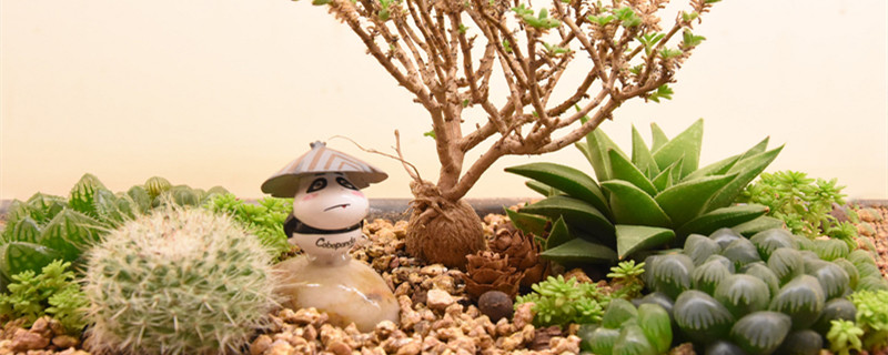 白鸟多肉植物 白鸟多肉植物图片