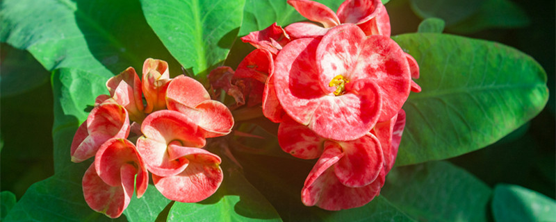 铁海棠的养殖方法和注意事项 虎刺梅的养殖方法和注意事项