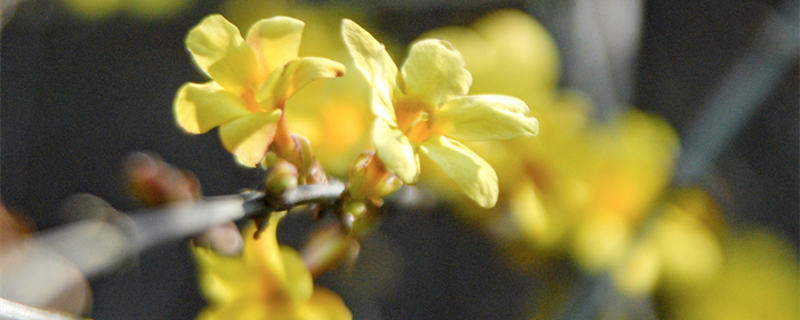 迎春花夏天的养护和管理（迎春花的夏季管理）