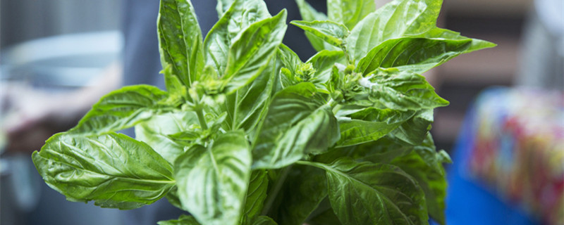 罗勒怎么养才能爆盆 罗勒盆栽怎么养