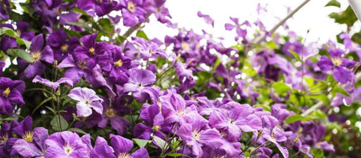 铁线莲的养殖方法和注意事项（铁线莲的扦插方法和注意事项）