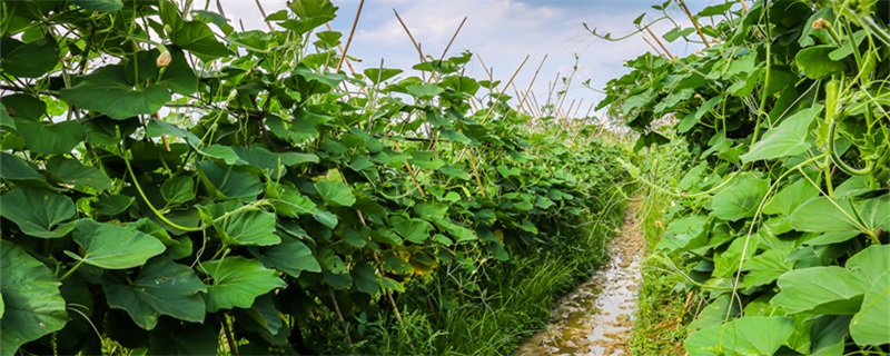 盆栽葫芦的种植方法和时间 葫芦种植方法与时间