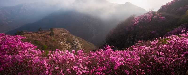 乌饭树的养殖方法和注意事项 乌饭树怎么养