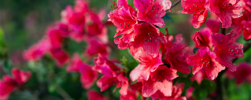 杜鹃花开败后如何管理（杜鹃花开过花后怎样管理）