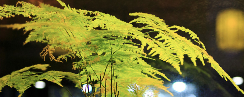 文竹的叶子黄了怎么办（文竹叶子发黄了该怎么办）