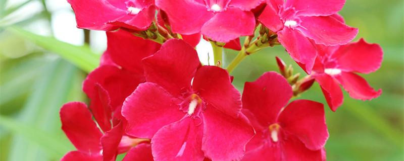 球兰什么时候开花(银斑球兰什么时候开花)