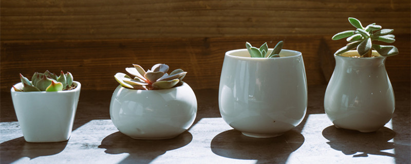 金枝玉叶为啥有毒（金枝玉叶盆栽有毒）