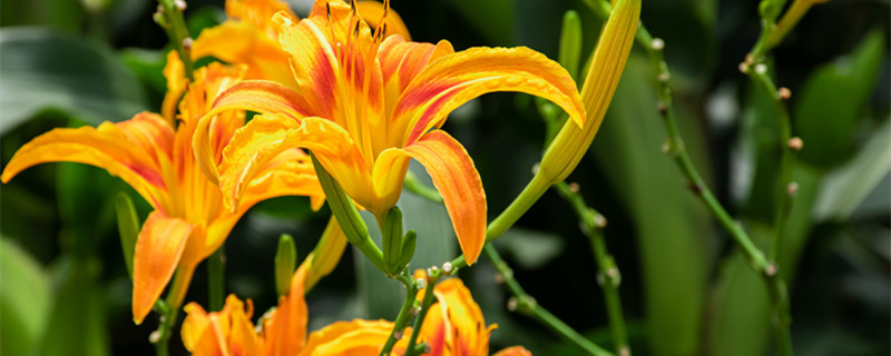 萱草挖断根还能活吗 萱草根煮熟有毒吗