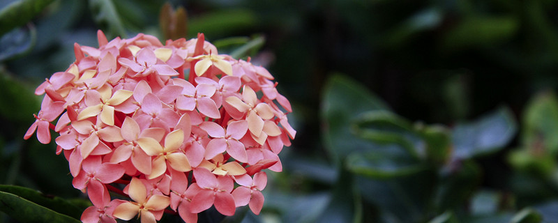 仙丹花的寓意（山丹花寓意）