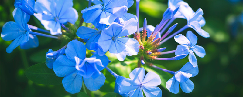 蓝雪花花语 蓝雪花花语一句话