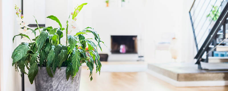 白掌可以放卧室吗 红掌白掌可以放卧室吗