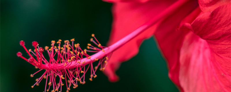 朱槿花的养殖方法和注意事项 朱槿花花夏天怎么养殖