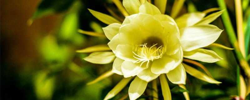 什么花的花语是遗憾 什么花的花语是遗憾和永久的离别