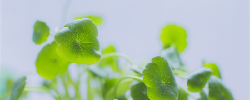 铜钱草的养殖方法和注意事项(夏天铜钱草的养殖方法和注意事项)