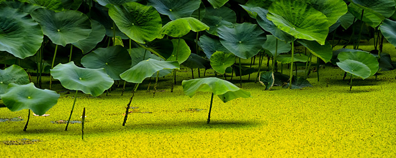 水浮莲生长在哪里（水生植物水浮莲）