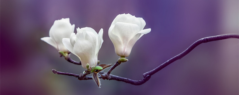 白玉兰上午几点开花（白玉兰几点钟开花?）