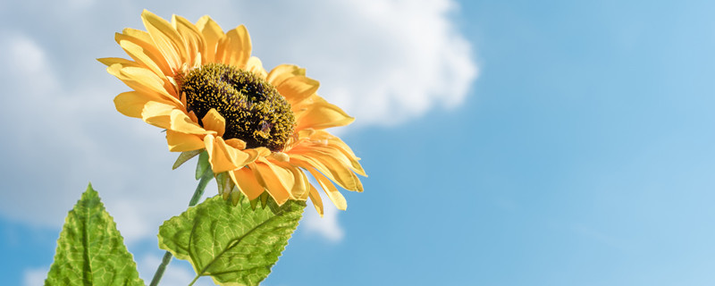 向日葵的特点 向日葵的特点和形状、颜色