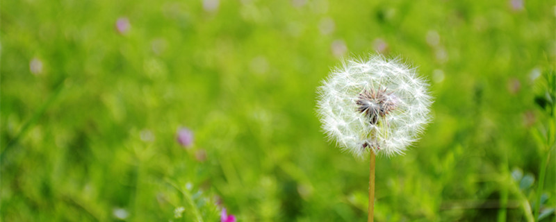 蒲公英是什么颜色（蒲公英是什么颜色的根）