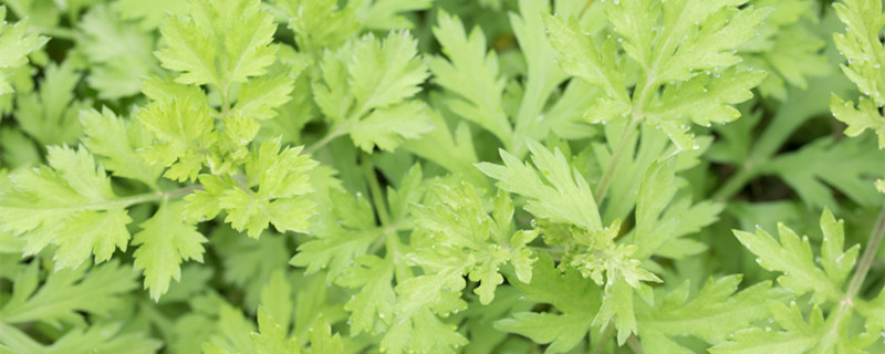 茵陈与艾草的区别 艾叶草和茵陈草的区别